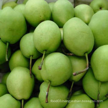 Hot Selling New Harvest of Shandong Pear